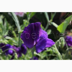 rteblomst, Beauty (min.30 fr)