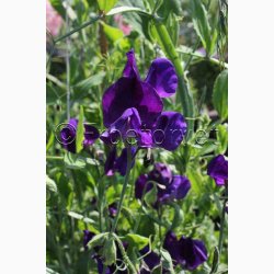 rteblomst, Beauty (min.30 fr)