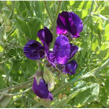 rteblomst, Beauty (min.30 fr)