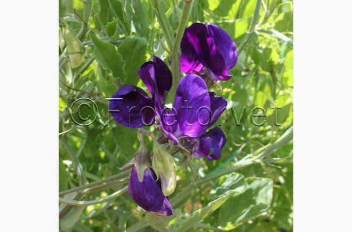 rteblomst, Beauty (min.30 fr)