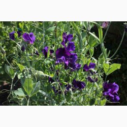 rteblomst, Beauty (min.30 fr)