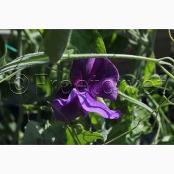 Lathyrus odoratus Mammoth Navy blue  - rteblomst (30 fr + 20 Fr)