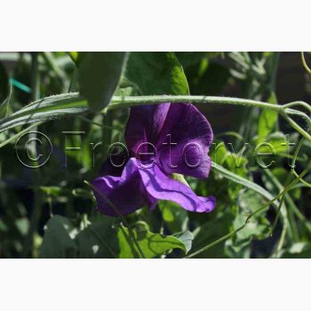 Lathyrus odoratus Mammoth Navy blue  - rteblomst (30 fr + 20 Fr)