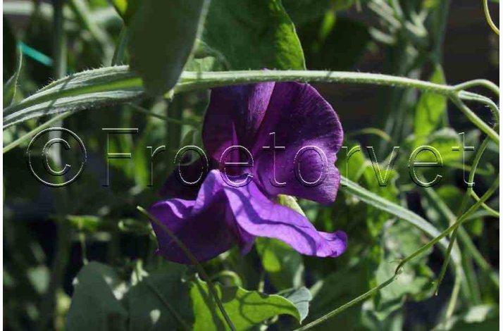 Lathyrus odoratus Mammoth Navy blue  - rteblomst (30 fr + 20 Fr)