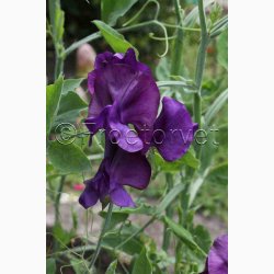 Lathyrus odoratus Mammoth Navy blue  - rteblomst (30 fr + 20 Fr)