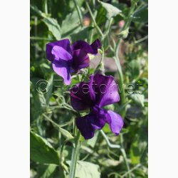 Lathyrus odoratus Mammoth Navy blue  - rteblomst (30 fr + 20 Fr)