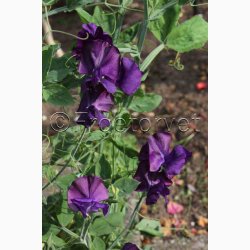 Lathyrus odoratus Mammoth Navy blue  - rteblomst (30 fr + 20 Fr)