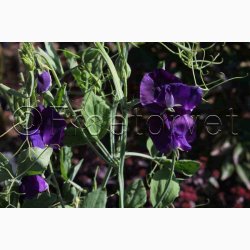 Lathyrus odoratus Mammoth Navy blue  - rteblomst (30 fr + 20 Fr)