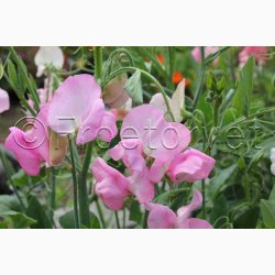 rteblomst, Mammut Rose (min. 25 fr)