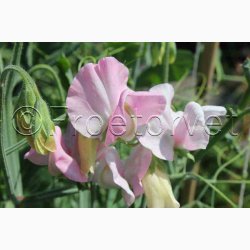 rteblomst, Mammut Rose (min. 25 fr)