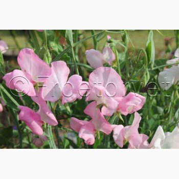 rteblomst, Mammut Rose (min. 25 fr)