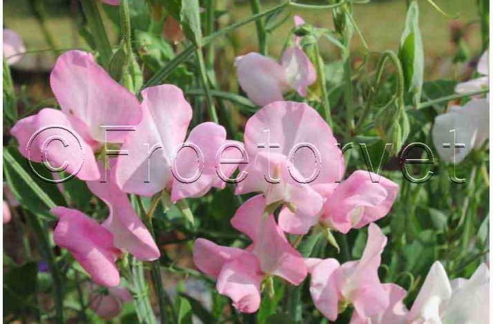 rteblomst, Mammut Rose (min. 25 fr)