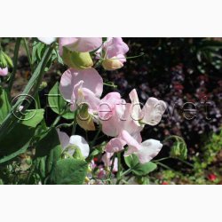 rteblomst, Mammut Rose (min. 25 fr)