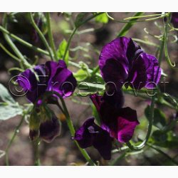 Lathyrus odoratus Sunshine Navy - rteblomst (20 fr)