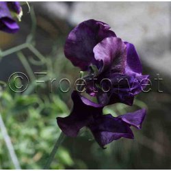 Lathyrus odoratus Sunshine Navy - rteblomst (20 fr)