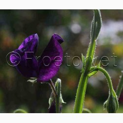 Lathyrus odoratus Sunshine Navy - rteblomst (20 fr)