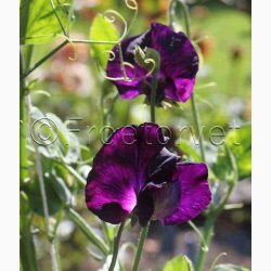 Lathyrus odoratus Sunshine Navy - rteblomst (20 fr)