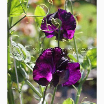 Lathyrus odoratus Sunshine Navy - rteblomst (20 fr)
