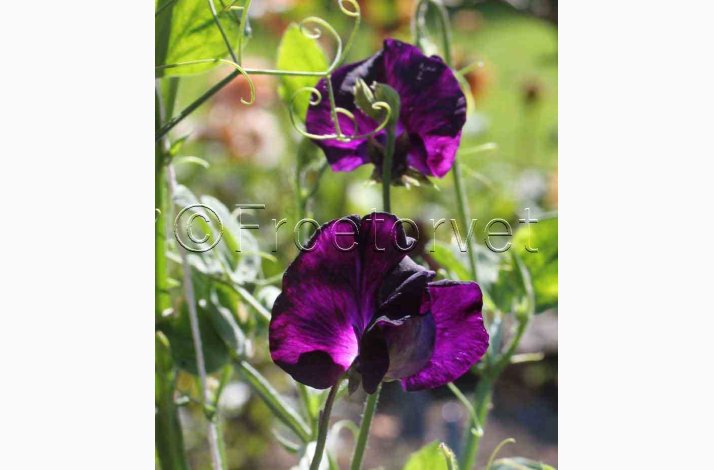 Lathyrus odoratus Sunshine Navy - rteblomst (20 fr)