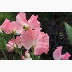 Lathyrus odoratus Sunshine Peach - rteblomst (20 fr)