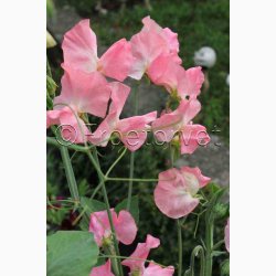 Lathyrus odoratus Sunshine Peach - rteblomst (20 fr)