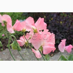 Lathyrus odoratus Sunshine Peach - rteblomst (20 fr)