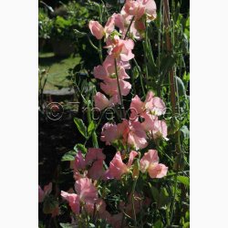 Lathyrus odoratus Sunshine Peach - rteblomst (20 fr)