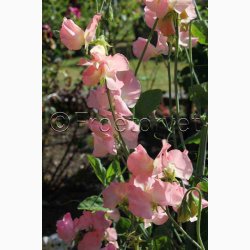 Lathyrus odoratus Sunshine Peach - rteblomst (20 fr)
