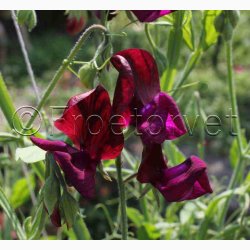 Blomsterfr Lathyrus odoratus Royal Maroon - rteblomst (30+20 fr)