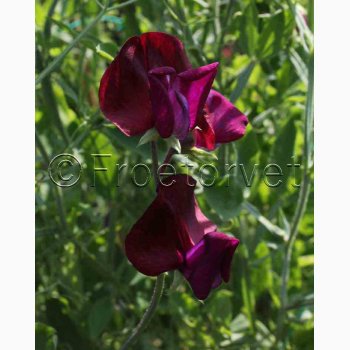 Blomsterfr Lathyrus odoratus Royal Maroon - rteblomst (30+20 fr)
