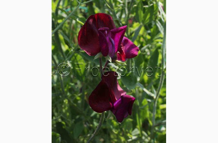 Blomsterfr Lathyrus odoratus Royal Maroon - rteblomst (30+20 fr)