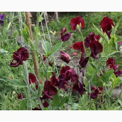 Blomsterfr Lathyrus odoratus Royal Maroon - rteblomst (30+20 fr)