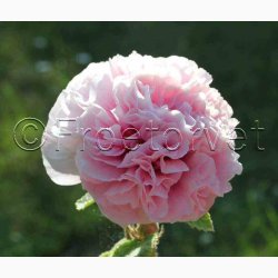 Alcea Rosea Chater's salmon Pink - Stokrose (15 fr)