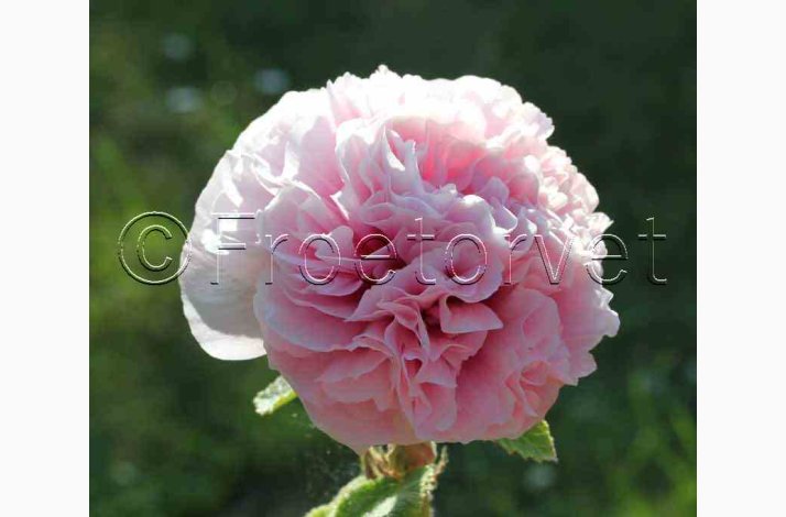 Alcea Rosea Chater's salmon Pink - Stokrose (15 fr)