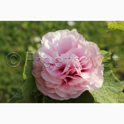 Alcea Rosea Chater's salmon Pink - Stokrose (15 fr)