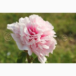 Alcea Rosea Chater's salmon Pink - Stokrose (15 fr)