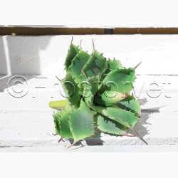 Kunstig Plante Aloe Vera plante med rde pigge H:15 cm