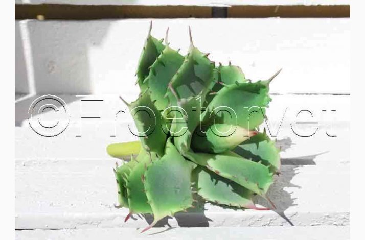 Kunstig Plante Aloe Vera plante med rde pigge H:15 cm