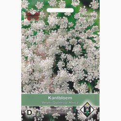 Kongeskrm Ammi majus Queen of Africa -Kongekommen ( ca. 200 fr)