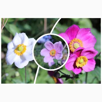 Fr, Anemone Japonica Rose Beauty - Hstanemone (25 fr)