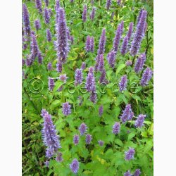 Indianermynte, Alm. Anisisop (min. 200 fr)