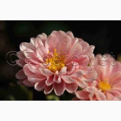 Callistephus chinensis Matsumoto Apricot - Sommerasters ( min. 75 fr)