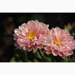 Callistephus chinensis Matsumoto Apricot - Sommerasters ( min. 75 fr)