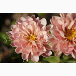 Callistephus chinensis Matsumoto Apricot - Sommerasters ( min. 75 fr)