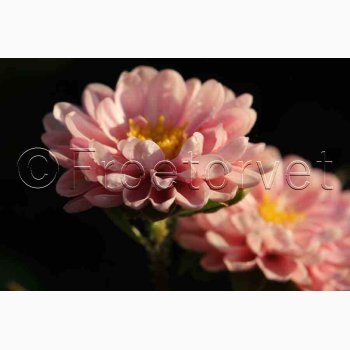 Callistephus chinensis Matsumoto Apricot - Sommerasters ( min. 75 fr)