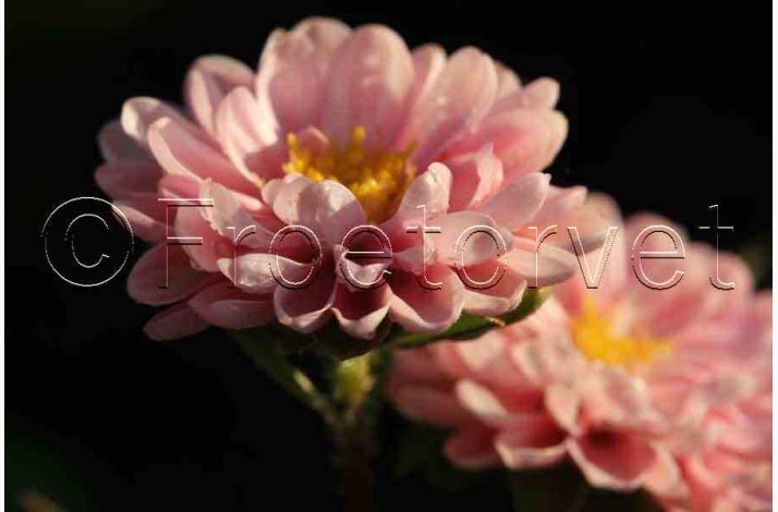 Callistephus chinensis Matsumoto Apricot - Sommerasters ( min. 75 fr)