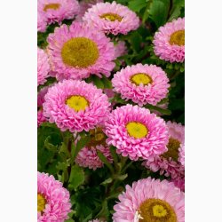 Callistephus chinensis Matsumoto Pink - Sommerasters ( Pose min. 75 fr)