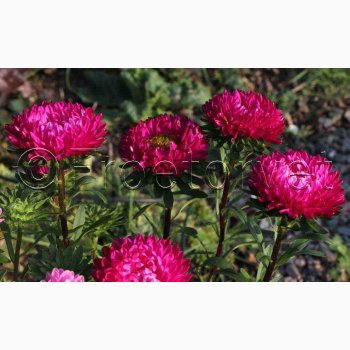 Callistephus chinensis 'Matsumoto Rose' - Sommerasters ( Pose min. 75 fr)