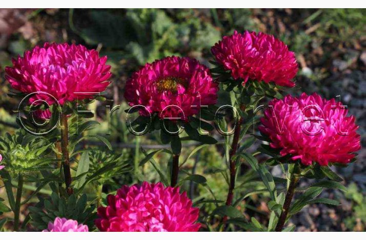 Callistephus chinensis 'Matsumoto Rose' - Sommerasters ( Pose min. 75 fr)