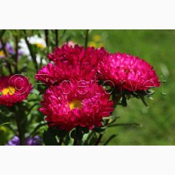 Callistephus chinensis 'Matsumoto Rose' - Sommerasters ( Pose min. 75 fr)